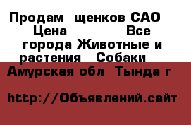 Продам ,щенков САО. › Цена ­ 30 000 - Все города Животные и растения » Собаки   . Амурская обл.,Тында г.